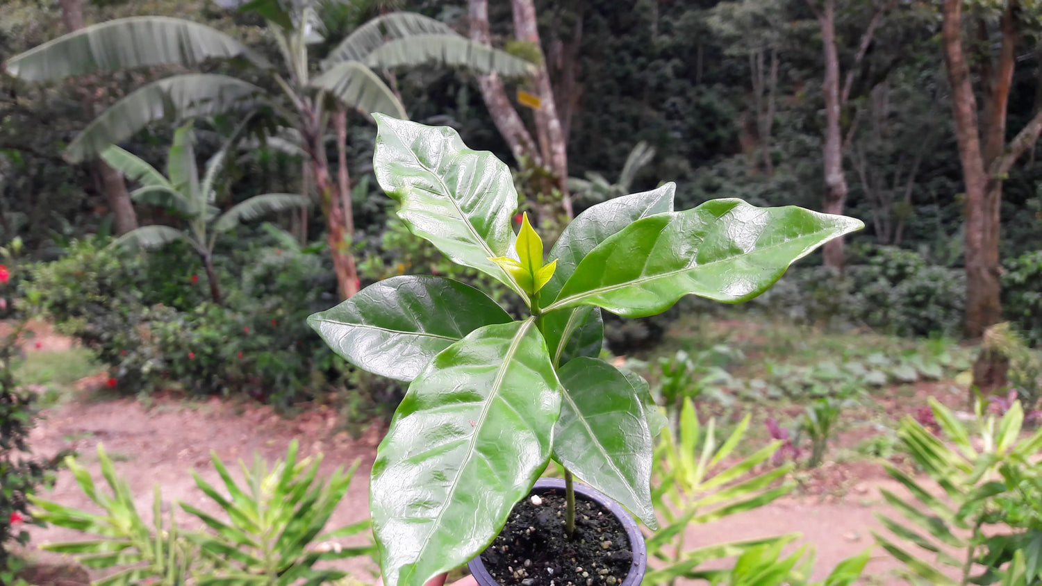 Die Kaffeepflanze. Botanik, Sorten, Varietäten und Kaffee-Taxonomie