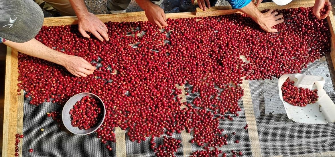 Kaffeeschulen und Tipps zur Kaffeeausbildung