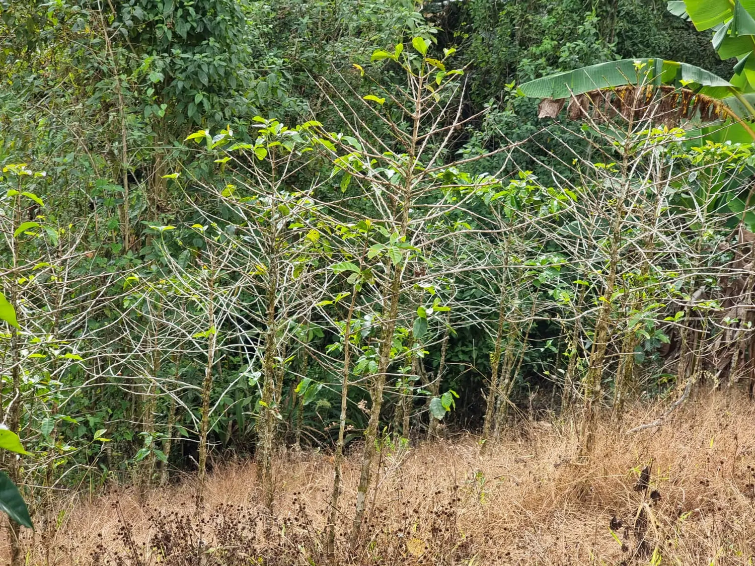 Roya, Coffee Leaf Rust, Kaffeerost - Pilz bedroht Kaffeeanbau