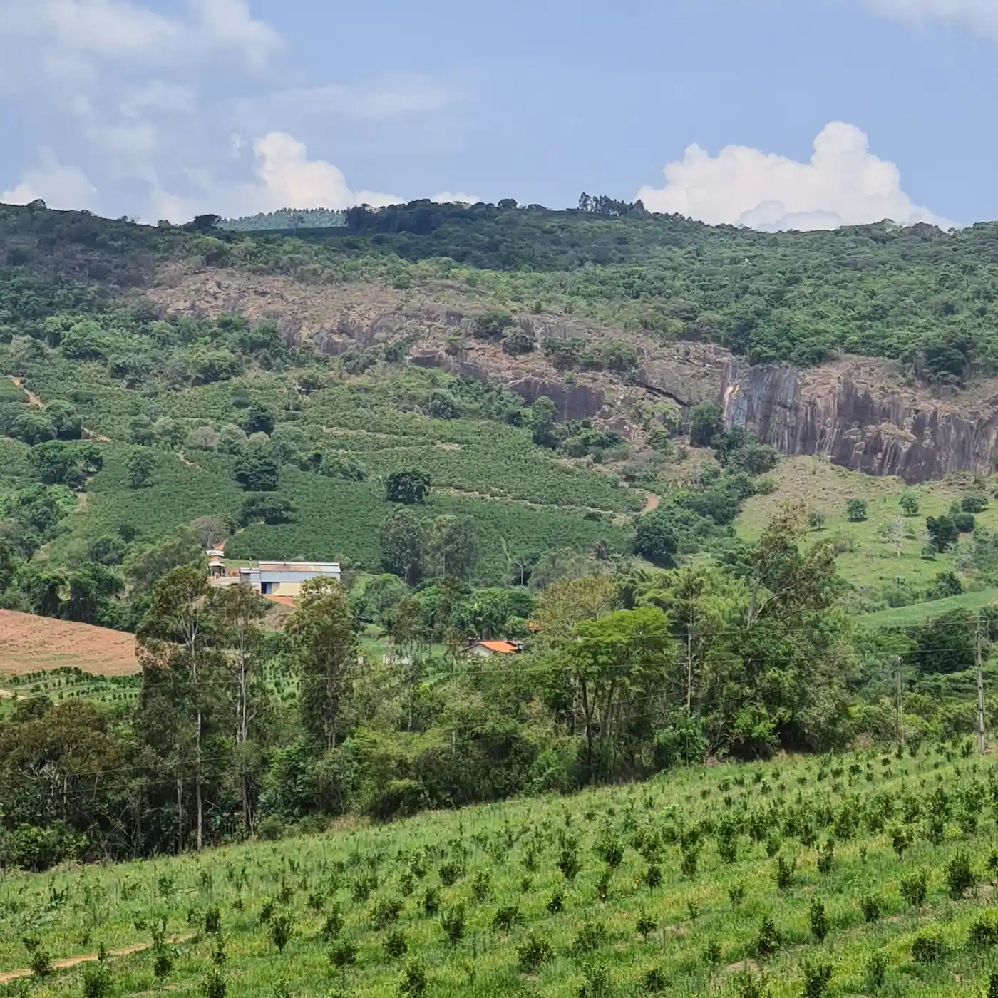 Apas, Bio Espresso aus Brasilien