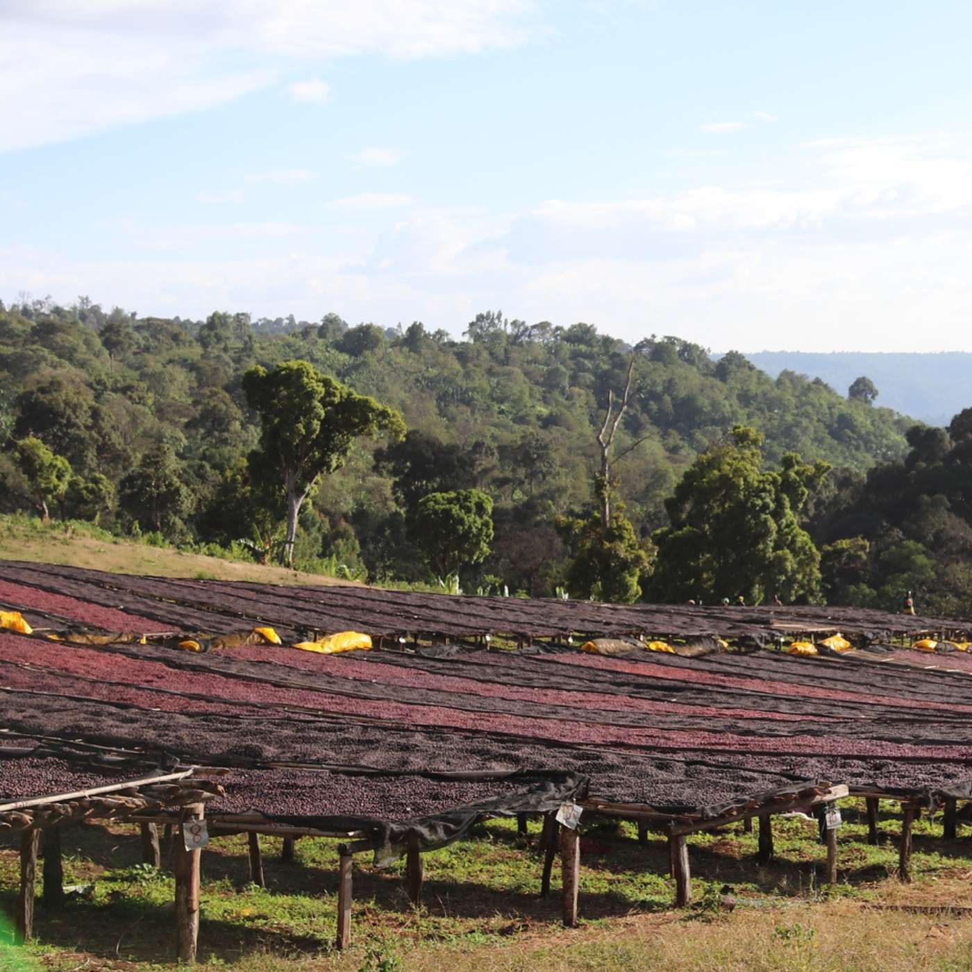 Dari, filter coffee from Ethiopia
