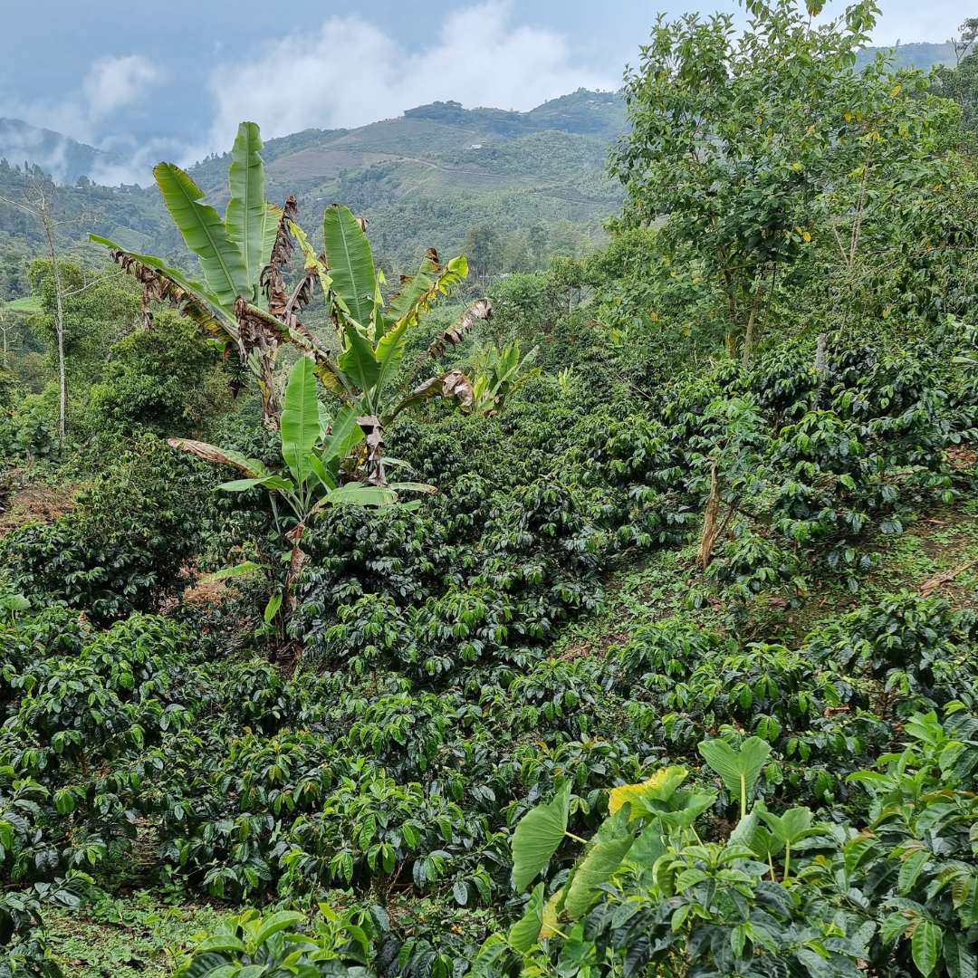 Eli Espinoza, filter coffee from Peru