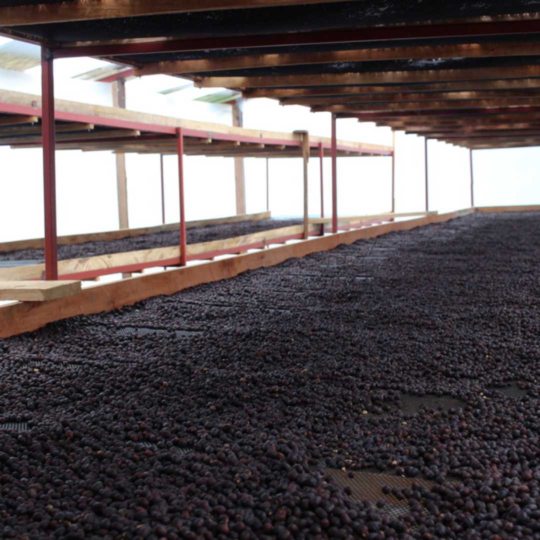 Eli Espinoza, filter coffee from Peru