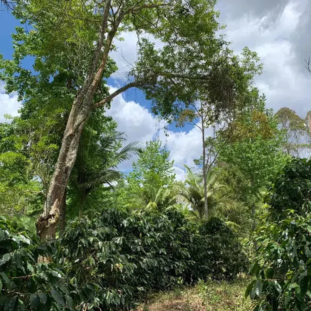Henrique Farm