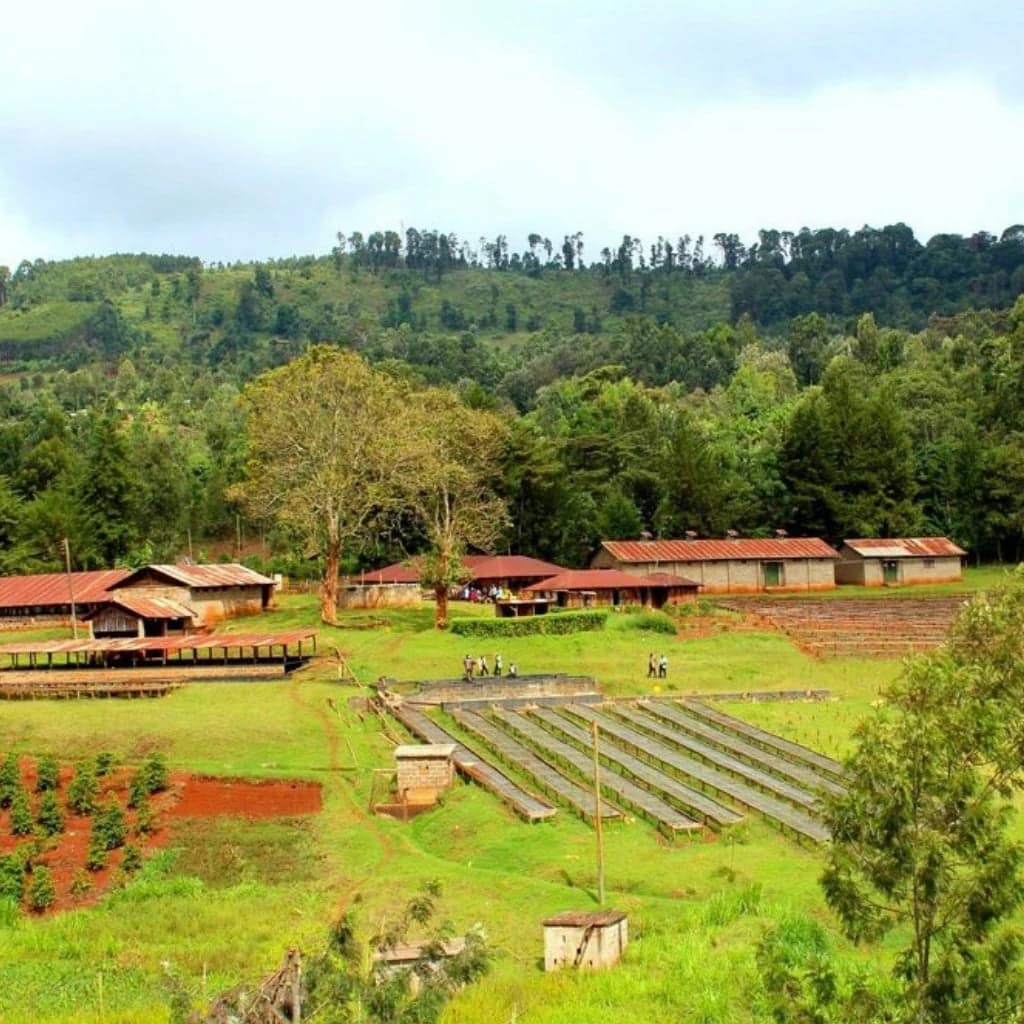 Ichamama Natural, filter coffee from Kenya