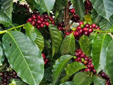 Juntos_Kirsche