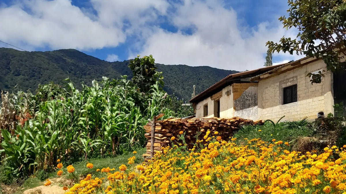 San Lucas, café coado do México
