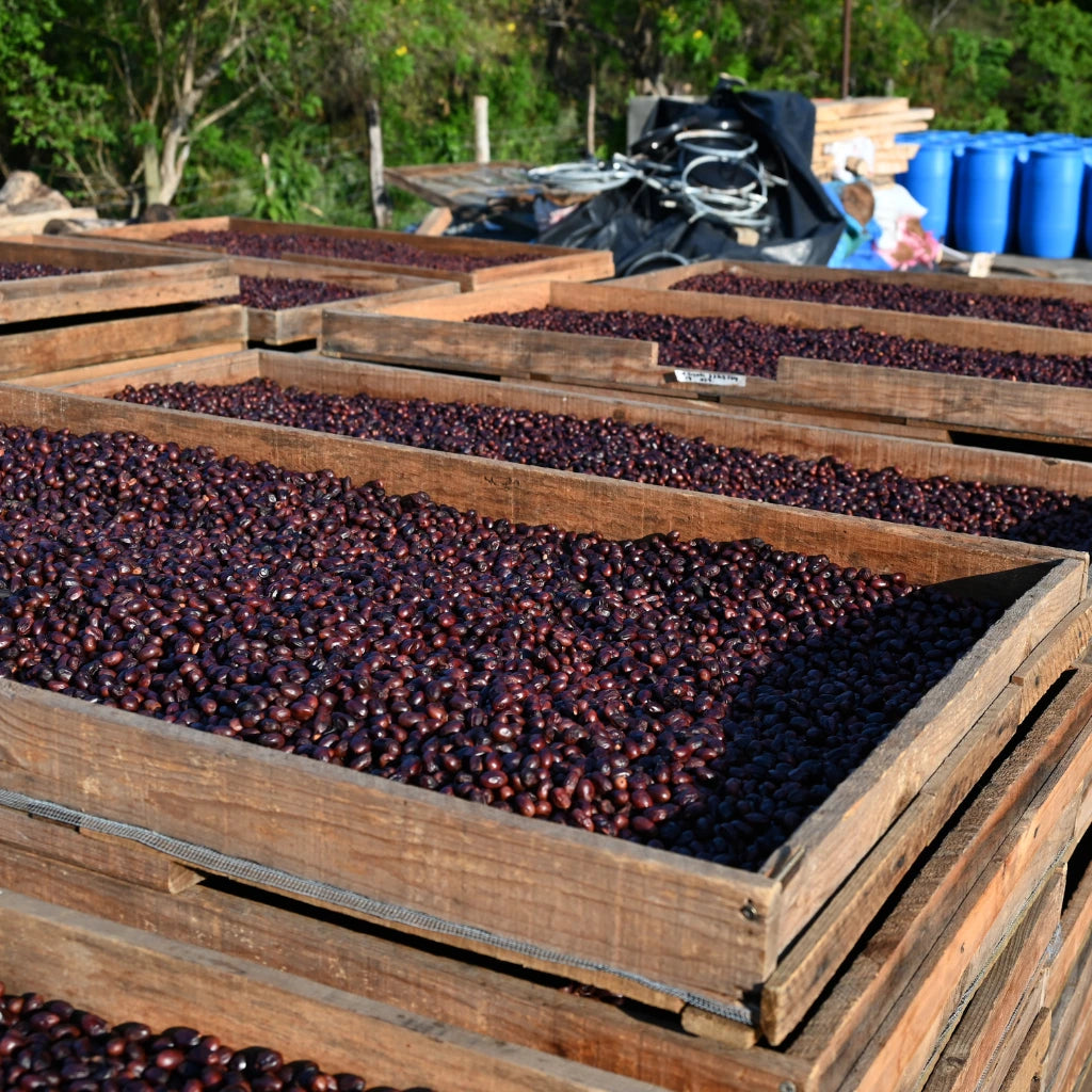 NicaBoxDryingNaturals