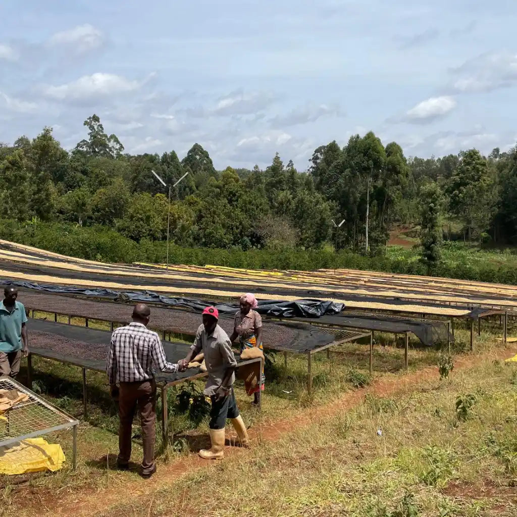 ichamam_Drying_Tables