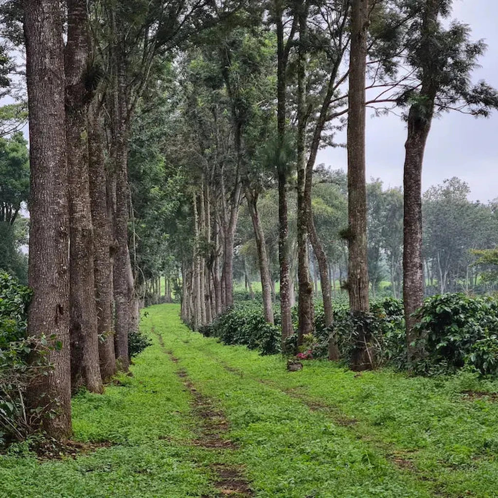 sueno farm
