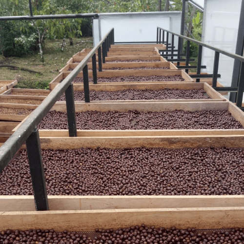 Giomar, Robusta Espresso from Ecuador