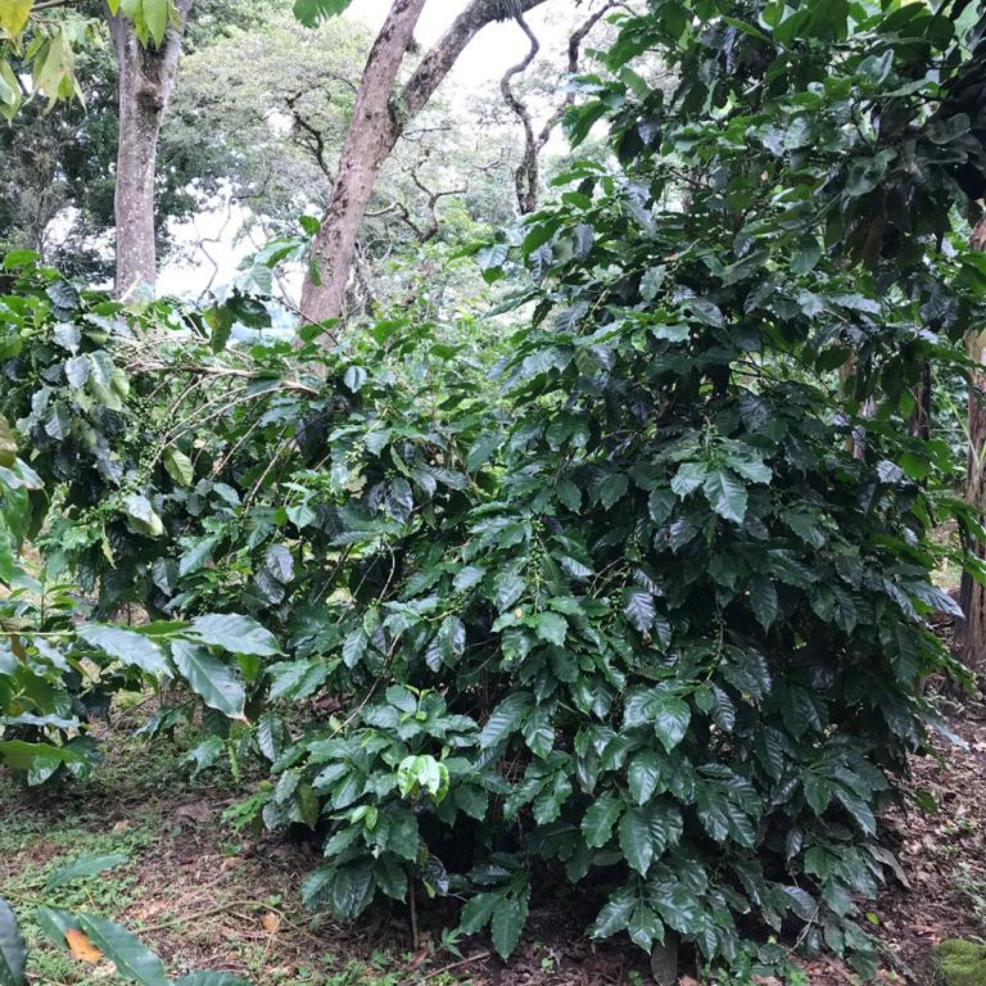 Dulce Marlen, filter coffee