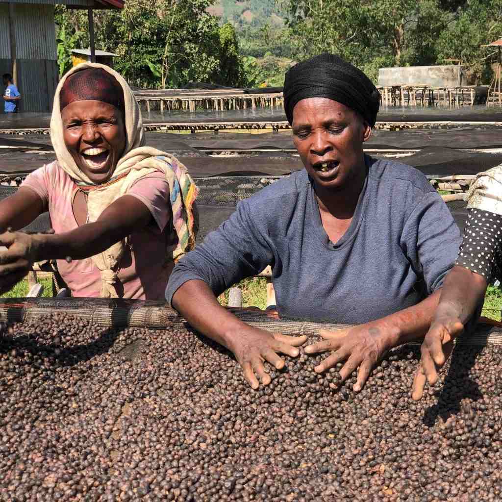 Hambela, filter coffee