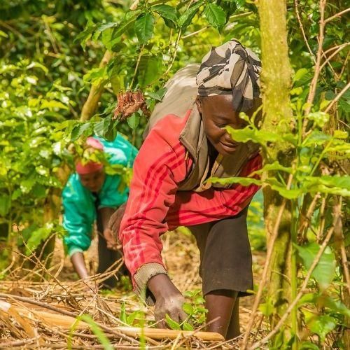 Furaha, filter coffee from Rwanda
