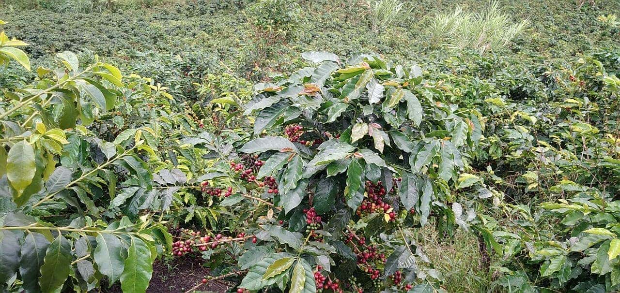 SCA Punkte und die Auswirkungen für Kaffeegenossenschaften