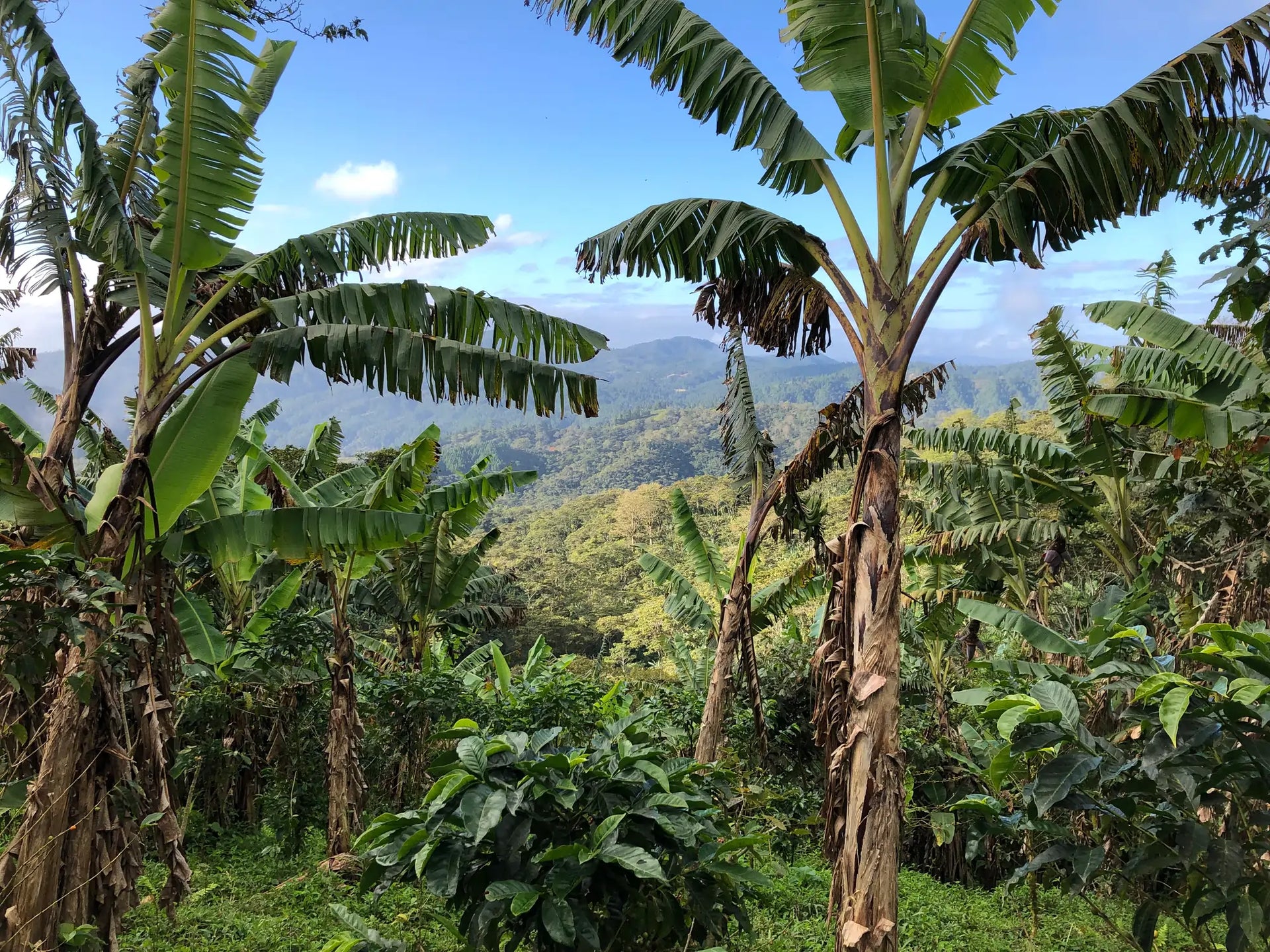 Kaffeeland Nicaragua - Geschmack, Geschichte und wirtschaftliche Bedeutung