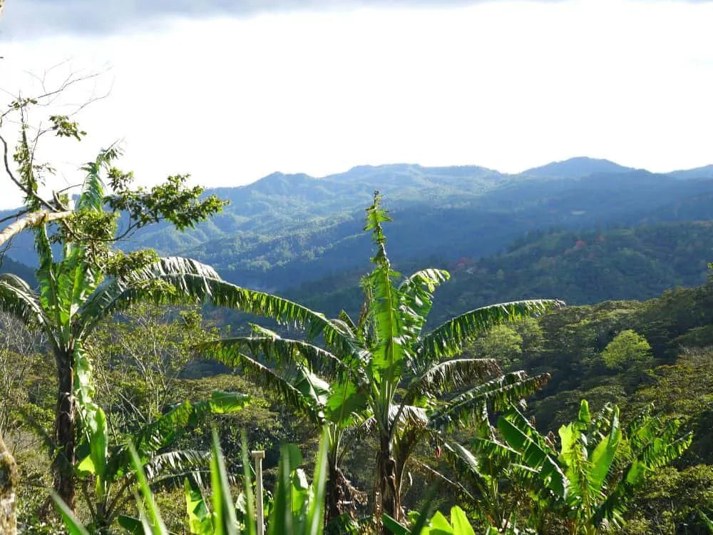 Finca Santa Rita: Warum und wie wir Kaffeeproduzierende geworden sind