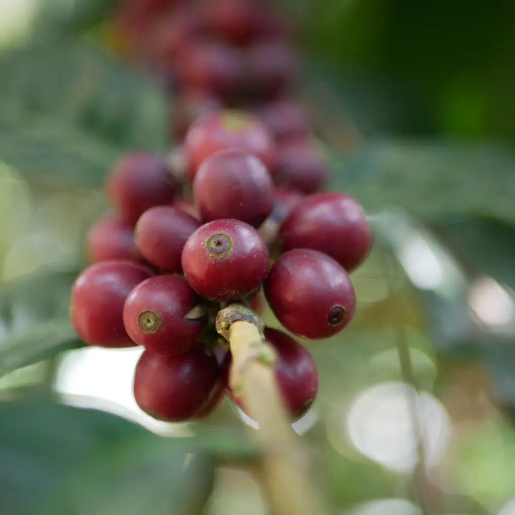 Abenteuer Filterkaffee Abo