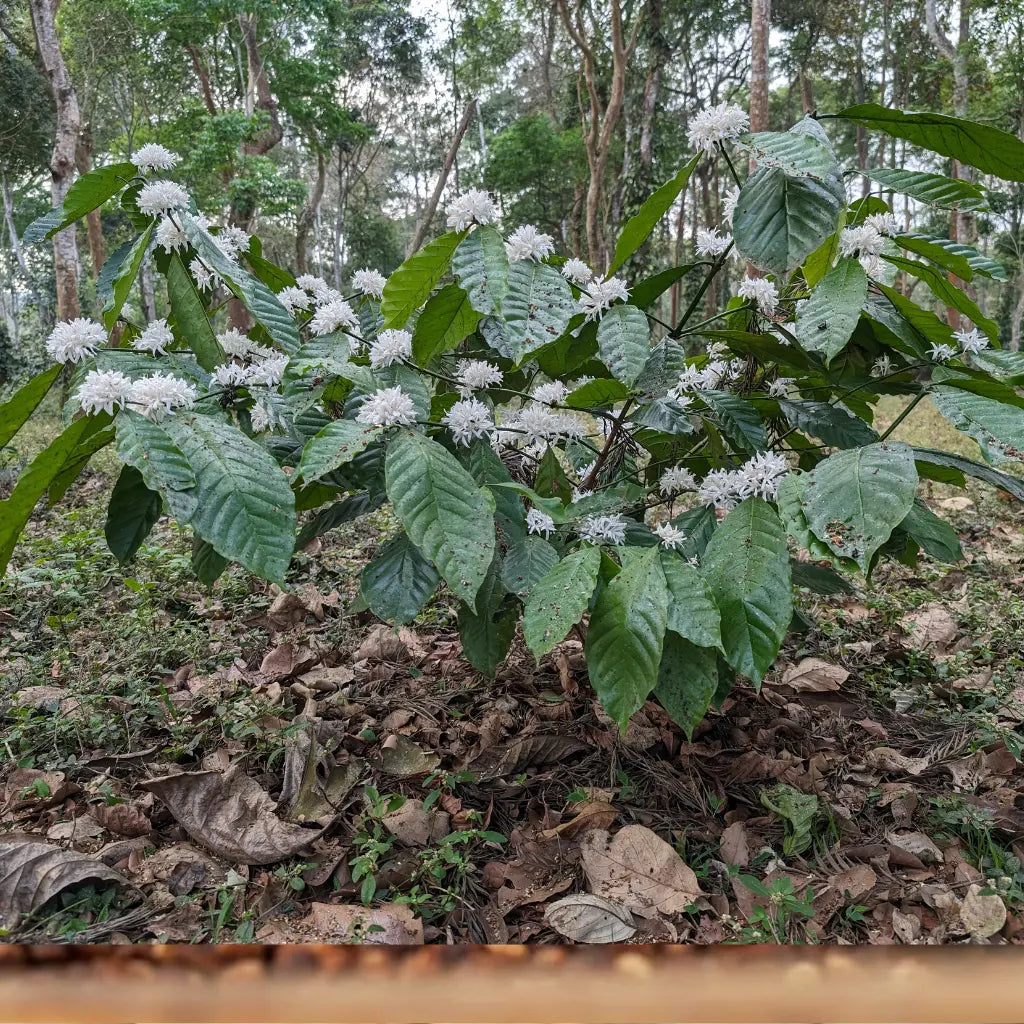 Bharath - Espresso aus Indien