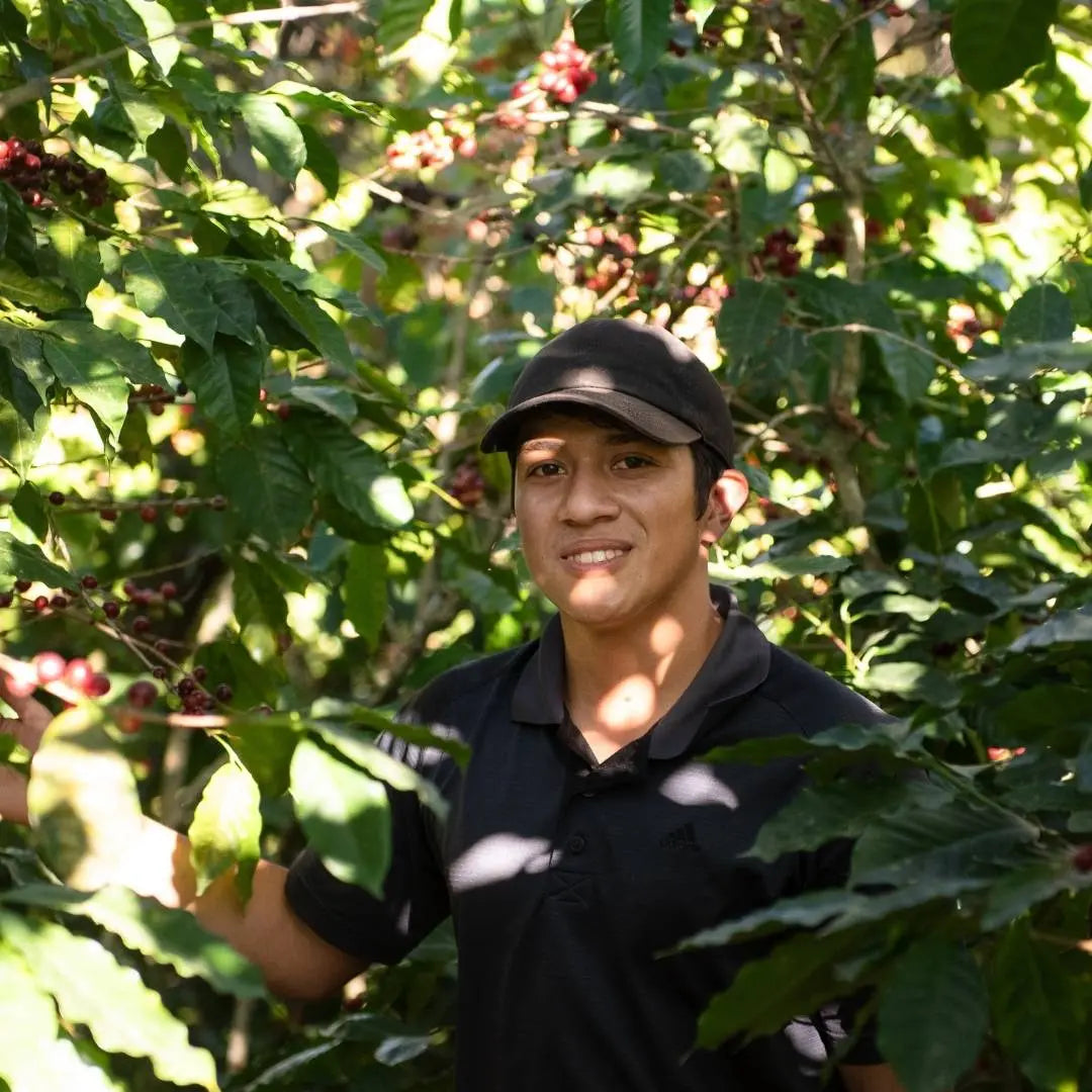 Carlos Amaya, filter coffee from Honduras