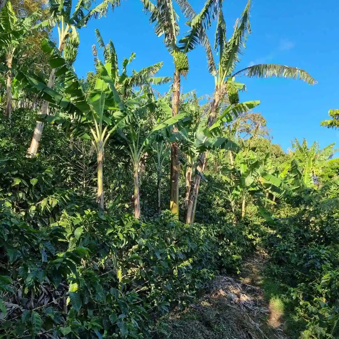 Doña Maria, Filterkaffee aus Nicaragua