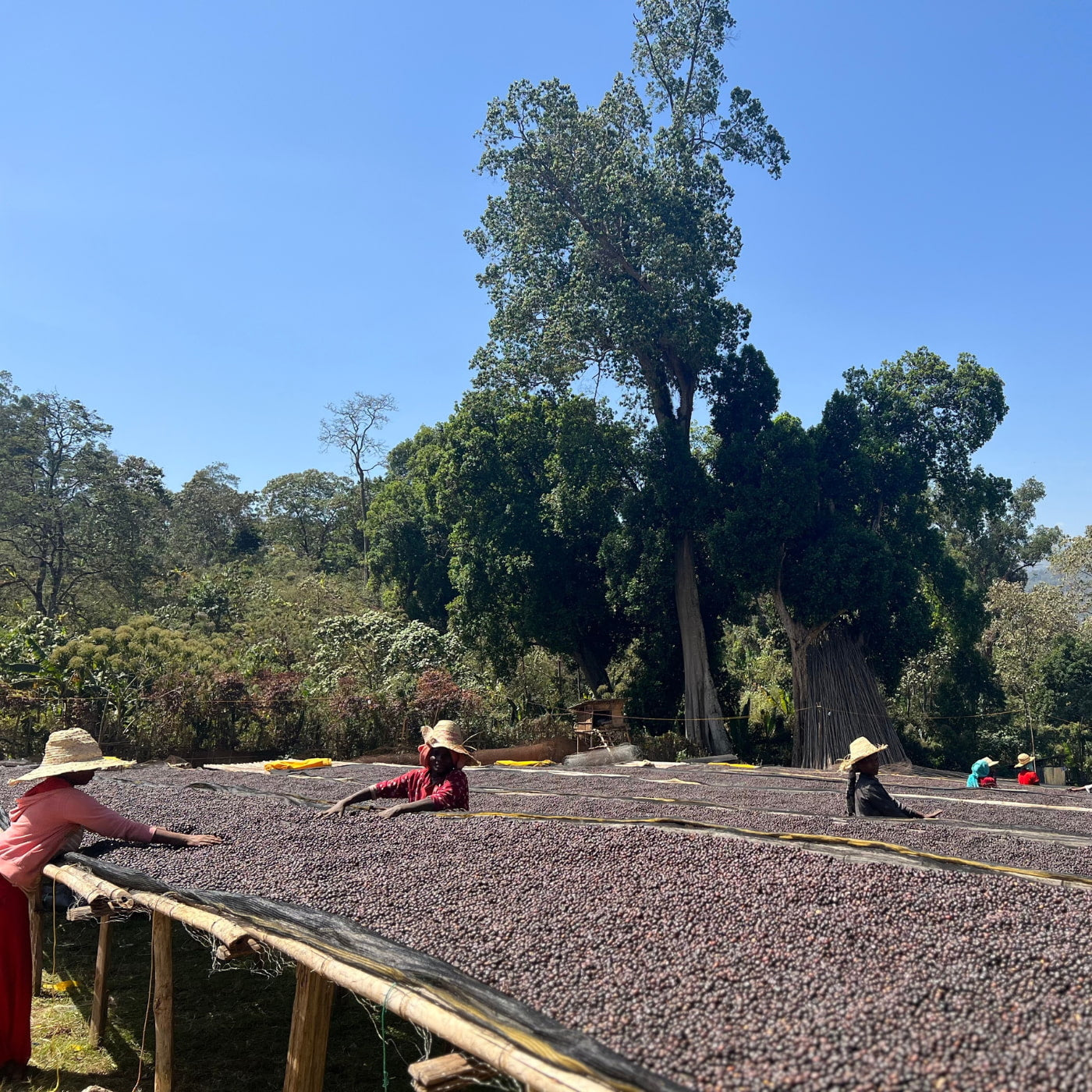 Dry Beds