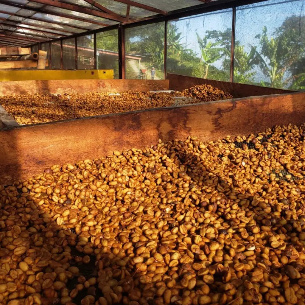 El Silencio - Caffè filtrato dalla Colombia