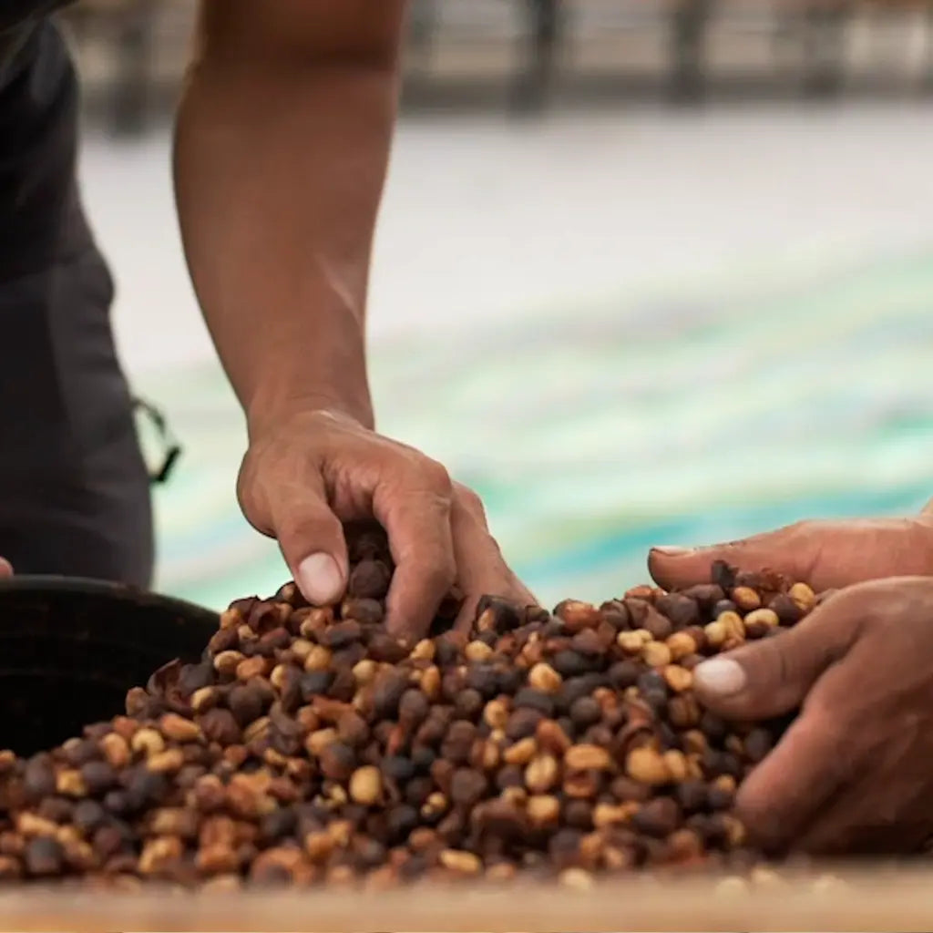 Giomar, Robusta Espresso from Ecuador