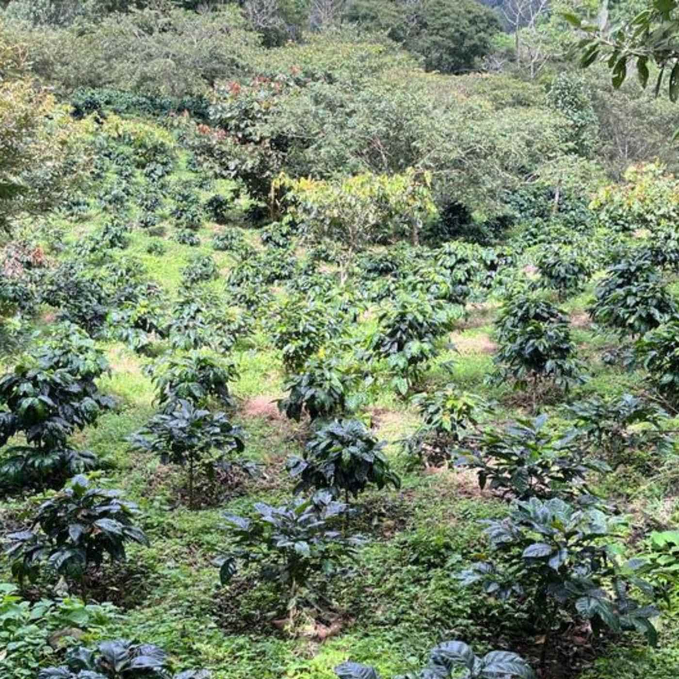 Los Suyates, espresso from Nicaragua