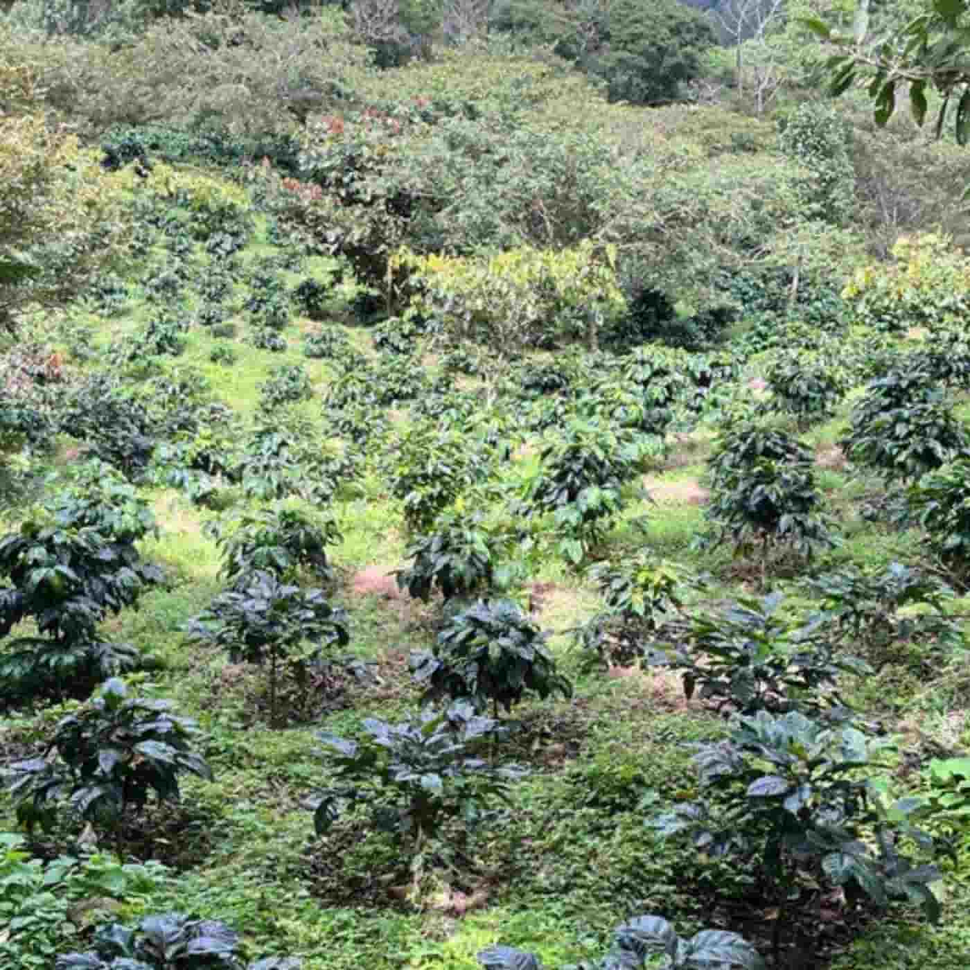Mario, filter coffee from Nicaragua