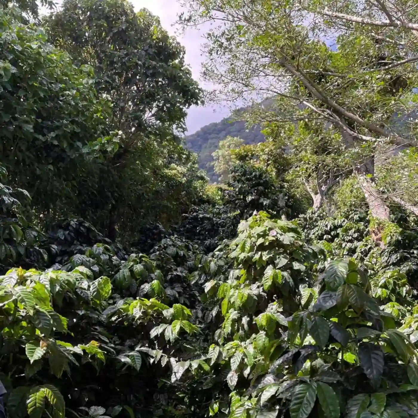 Los Angeles, espresso from El Salvador
