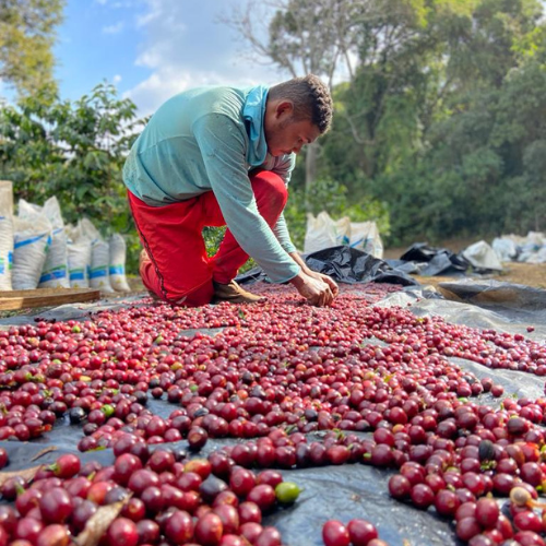 Boa Vista, Espresso