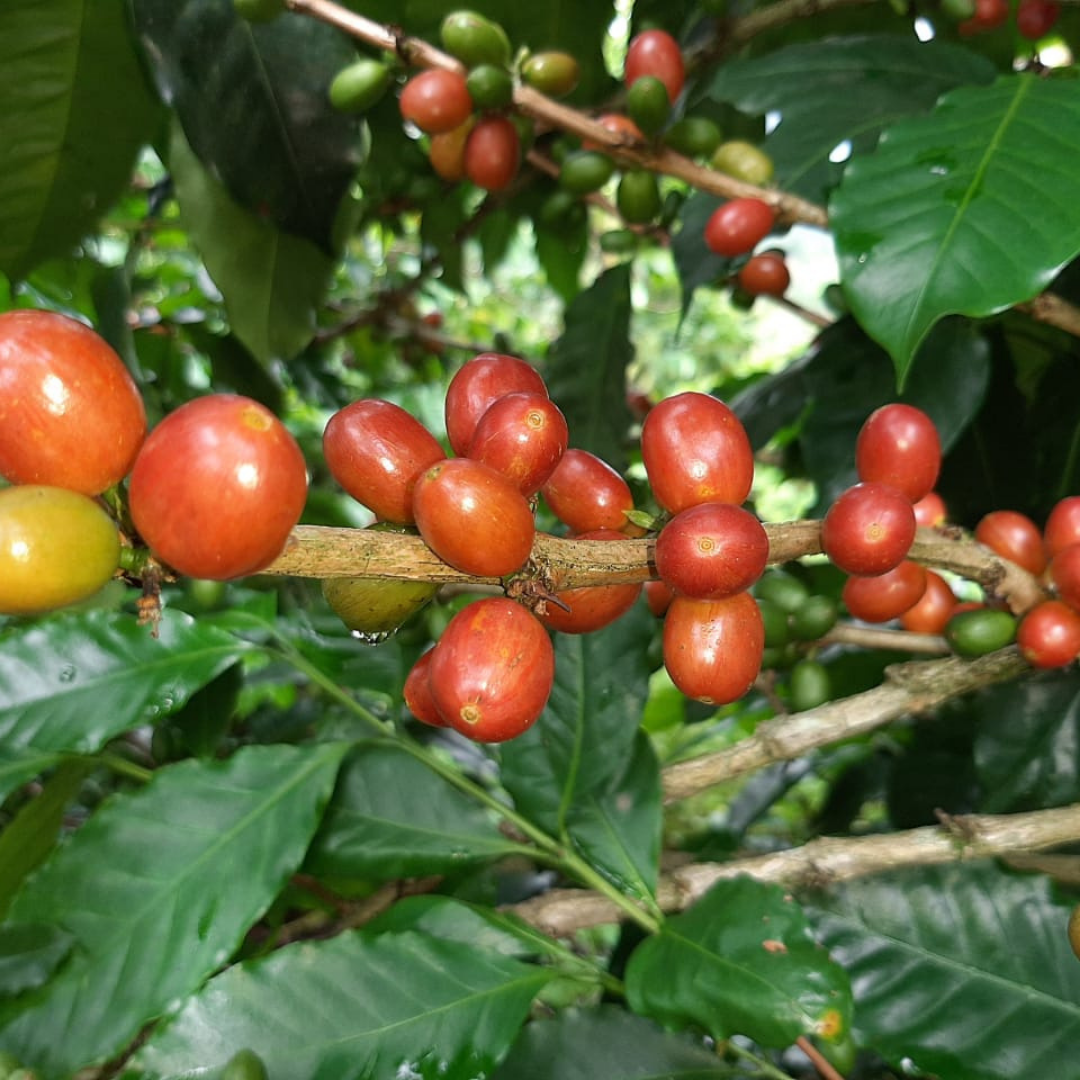 La Esperanza, filter coffee