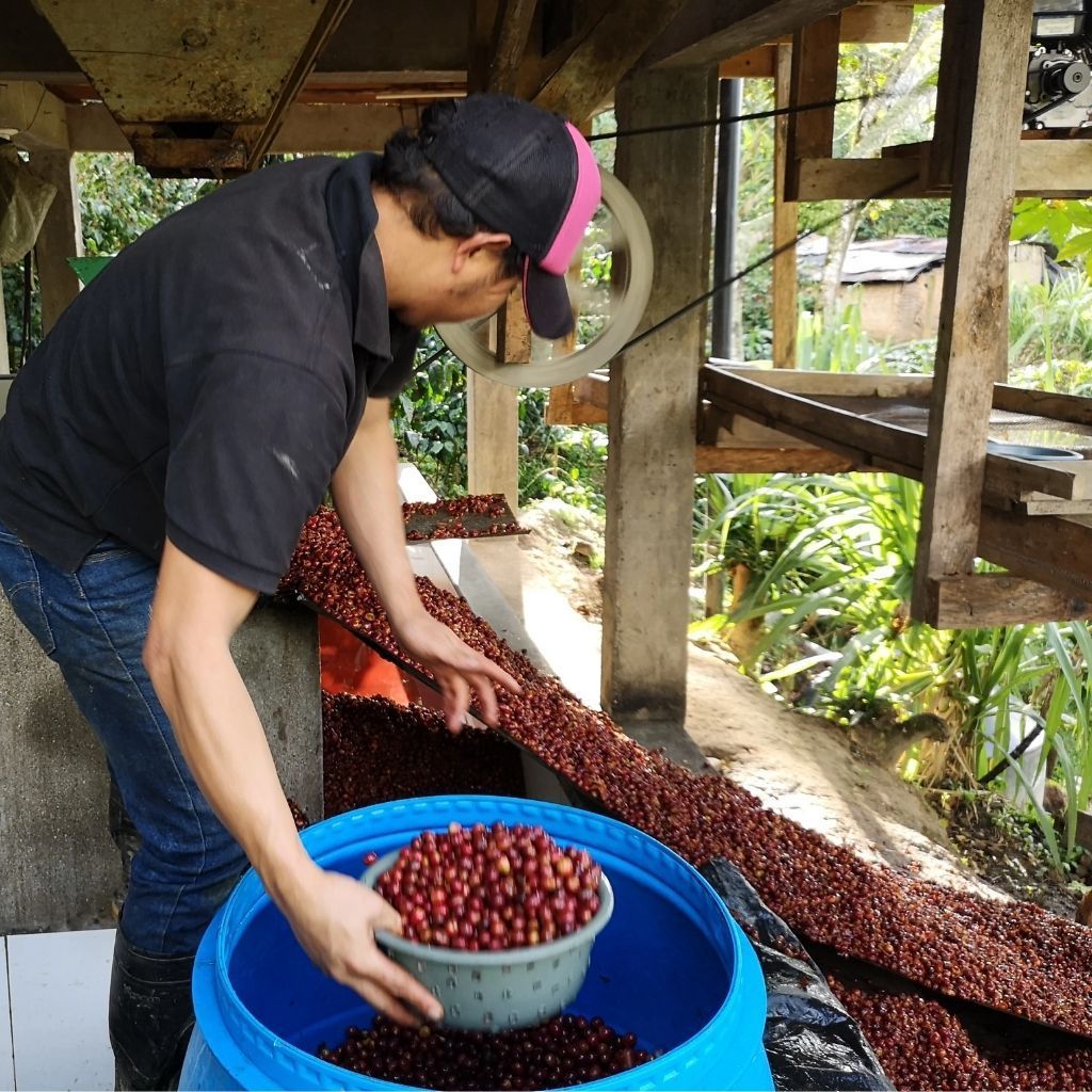 Don Reginaldo, filter coffee